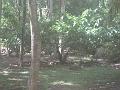 Cocoa tree at Anse Mamin